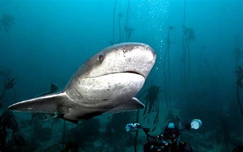 Sevengill Shark – "OCEAN TREASURES" Memorial Library