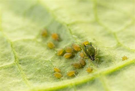 Cotton aphid - Biocontrol, Damage and Life Cycle