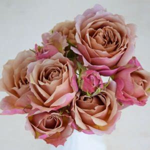 Wabara Ioli Garden Spray Roses Florabundance Wholesale Flowers