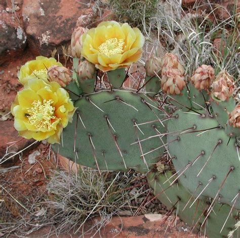 Seinet Portal Network Opuntia Phaeacantha