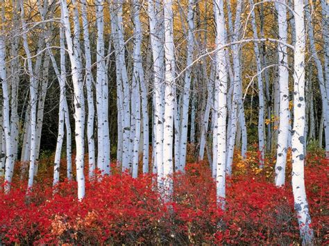 Birch Forest Wallpapers Top Free Birch Forest Backgrounds