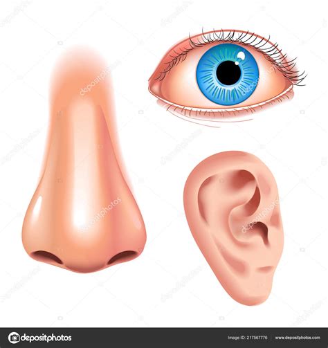 Human Face Parts Sense Organs Icons Square Collection Of Eye Nose And