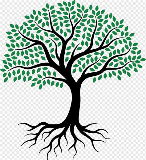 Drawing Root Tree Sketch Tree Of Life Leaf Branch Plant Stem Png