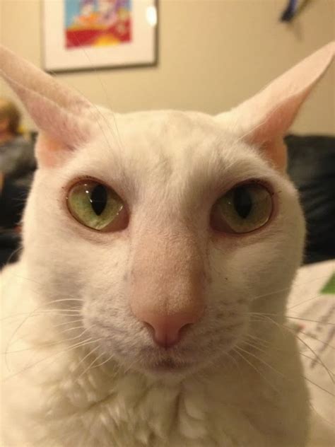 I Have Seen The Whole Of The Internet: Big Nose Cat