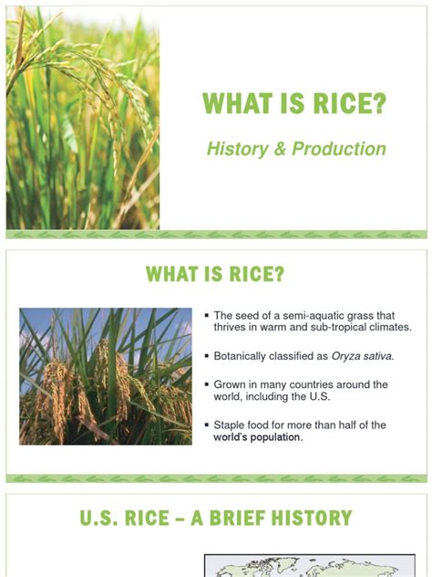 What Is Rice?: History & Production | PDF | Rice | Cereals