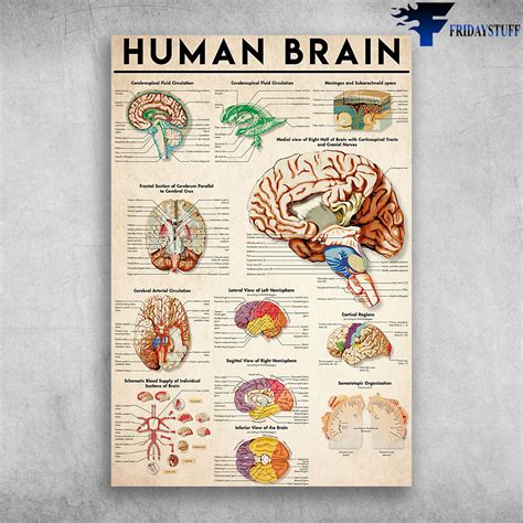 Human Brain Anatomy Cerebrospinal Fluid Circulation - FridayStuff