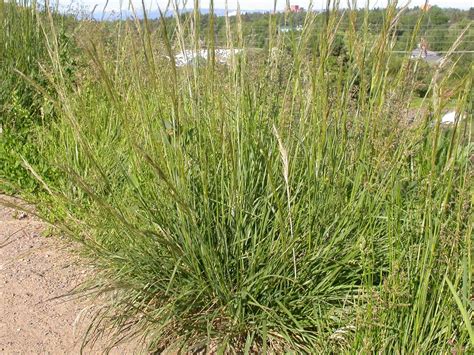 Green Needlegrass Plants Of Lathrop State Park · Inaturalist