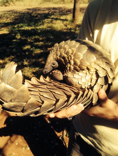 The Great Pangolin Rescue in Mkhuze | Pangolin, Mammals, Animals