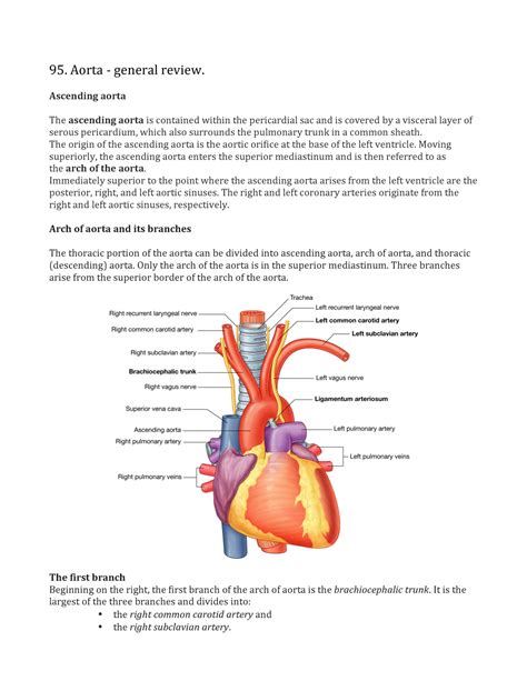 Ascending Aorta Anatomy - Anatomy Book