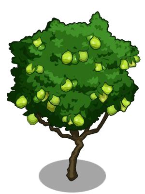 Guava Tree Clipart Clip Art Library