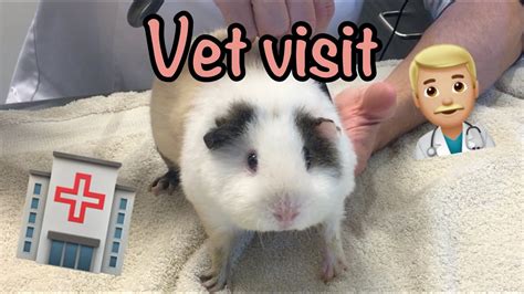 How Do I Treat My Guinea Pig For Mange Guinea Pig Illnesses Atelier