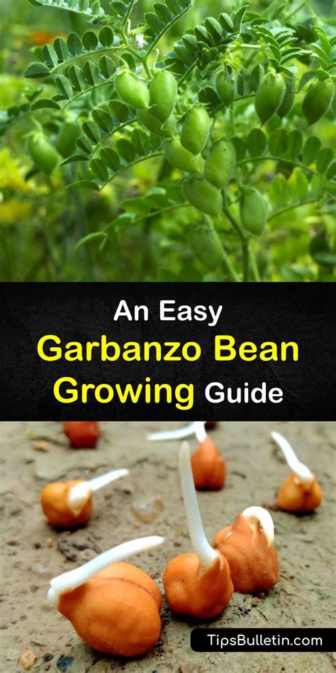 Grow Garbanzo Bean Plants - Clever Tricks for Planting Garbanzo Beans