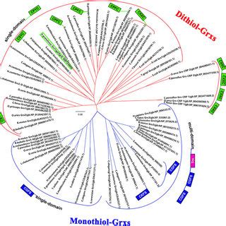 Phylogenetic Tree Of Eg Grx1 And Grxs From Other Species The Tree Was