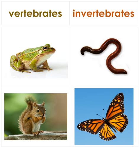 Vertebrates And Invertebrates 