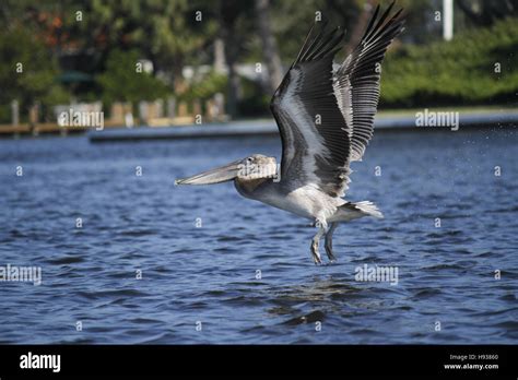 Brown Pelican Diving for fish Stock Photo - Alamy