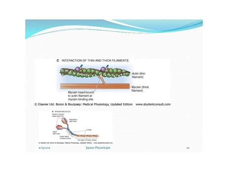 SOLUTION Skeletal Muscle Studypool