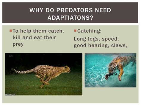 PPT - Animal adaptations PowerPoint Presentation, free download - ID:2820065