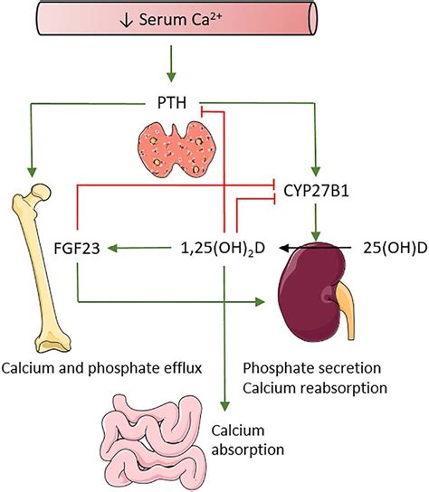 Calcium And Vitamin D Homeostasis Pth And 1 25 Oh 2 D Tightly Download Scientific Diagram