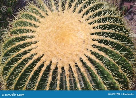 Golden Barrel Cactus Echinocactus Grusonii Stock Photo Image Of