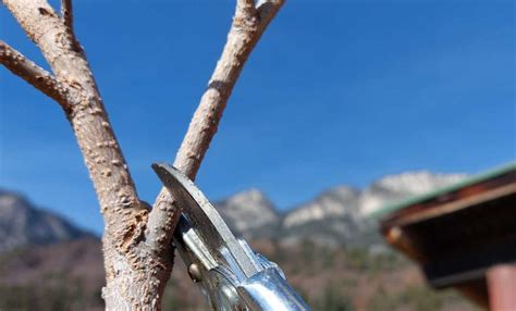 Perché si potano gli alberi da frutto tuttoGIARDINO