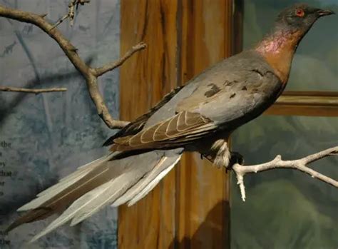 Passenger Pigeon Facts – Passenger Pigeon Habitat & Diet