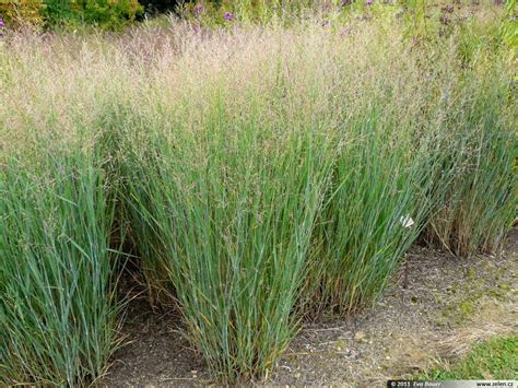 Panicum virgatum 'Heavy Metal', Switch Grass | Ornamental grasses, Perennial grasses, Native plants