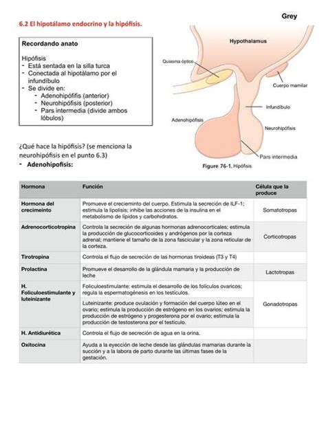 El hipotálamo endocrino y la hipófisis IOVANNY CRUZ OJEDA uDocz