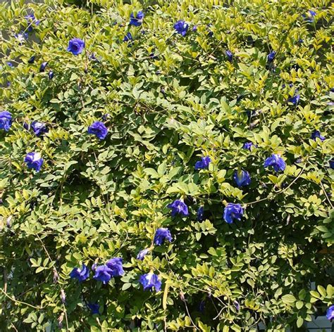 CHUXAY GARDEN 10 Semillas De Ternata De Clitoria Azul Alas De Paloma