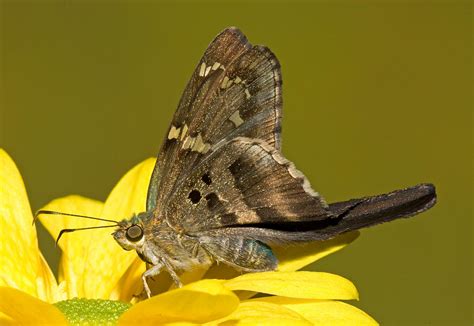 Long Tailed Skipper Geniusgross