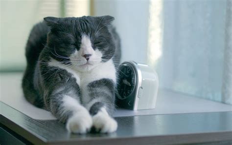 El Gato Scottish Fold Historia Y Características De La Raza Soy De Gatos