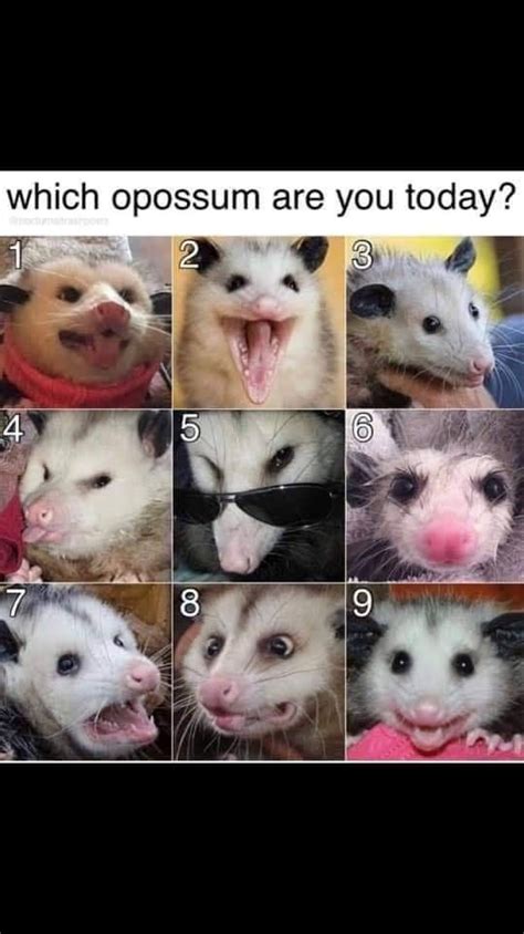 Screaming Possum Madness 40 Possum Memes Hayvanlar