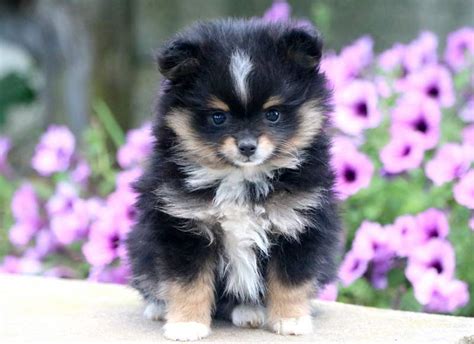 Droll Pomeranian Dalmatian Mix - l2sanpiero