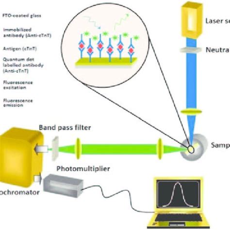 Schematic View Of Detection By Quantum Dot Photoluminescence A