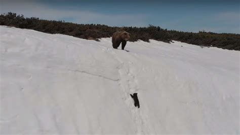 Video La Historia De Un Oso Bebé Que Lucha Para No Caer Al Precipicio