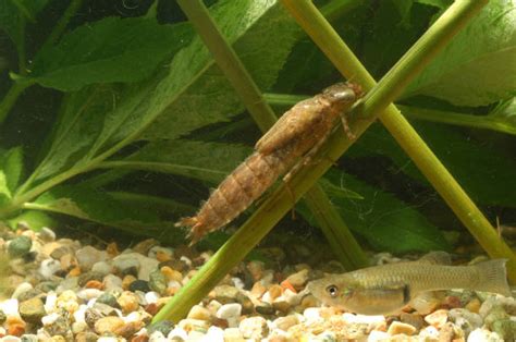 Dragonfly Larvae In Water