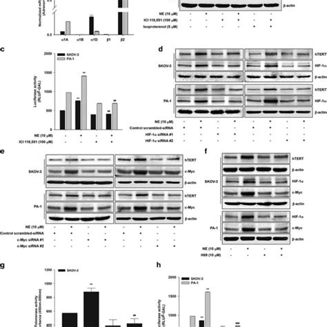 An Adbr Pka Hif And C Myc Signaling For Htert Expression A