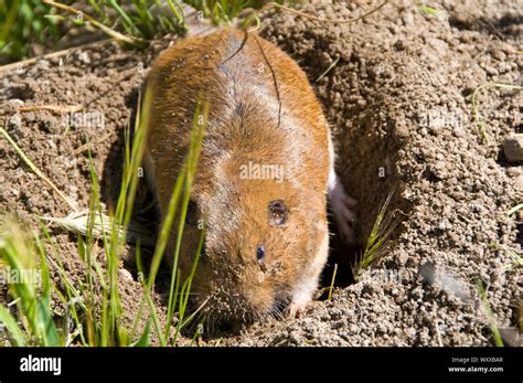 Bottas Pocket Gopher Bottas Pocket Gopher Thomomys Bottae Is