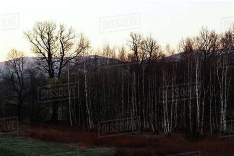 Winter Forest With Naked Birch Trees Withered Grass And Sun Raising Up Behind Snowy Mountains In