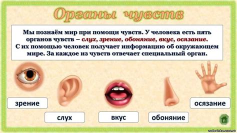 Органы чувств: как они работают