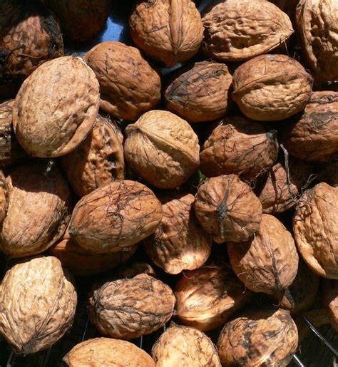 Leçon de jardin Vie Quotidienne et Loisir Le noyer commun