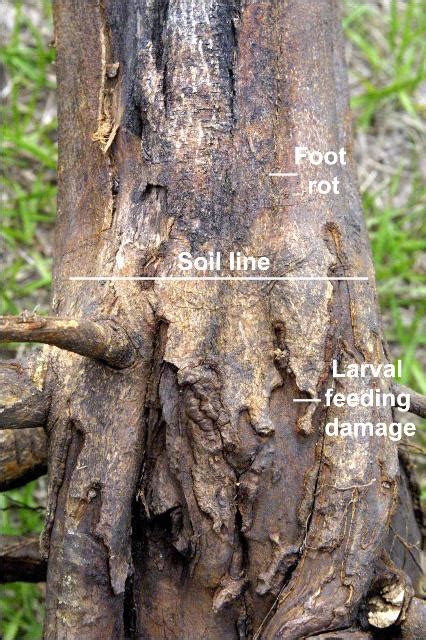 Disease Development Phytophthora Root Rot A Concern In Georgia Citrus Specialty Crop Grower