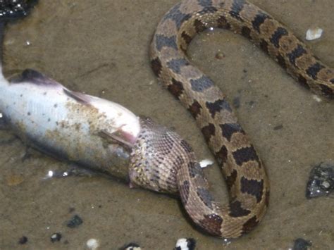 Spoiler alert - The snake died : r/pics