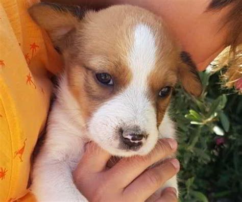 Seis Cachorros Mestizos De Talla Mediana En Adopción Huelva