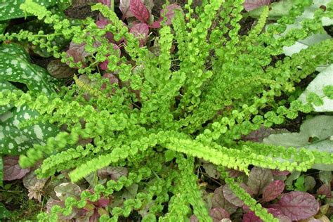 Athyrium filix-femina 'Frizelliae' – Ballyrobert Gardens