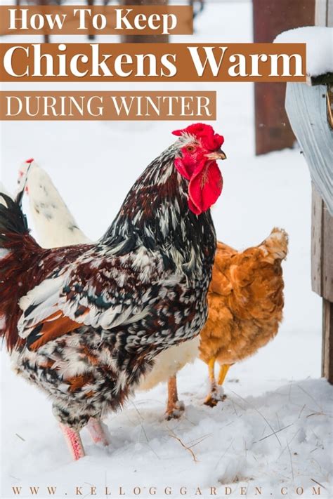How to Keep Chickens Warm | Kellogg Garden Organics™