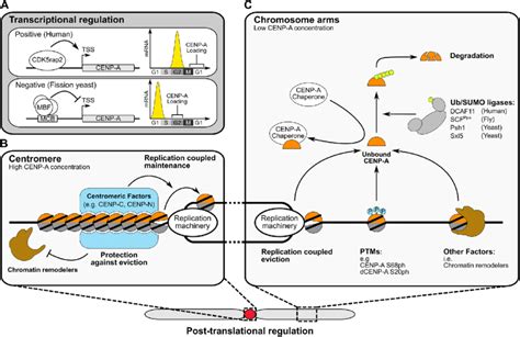 Mechanisms Sculpting Cenp A Localization A Transcriptional Regulation