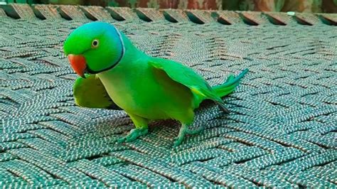 Romeo My So Lovely Ringneck Talking And Dancing Parrotsuper Cute Video Cute  Parrot