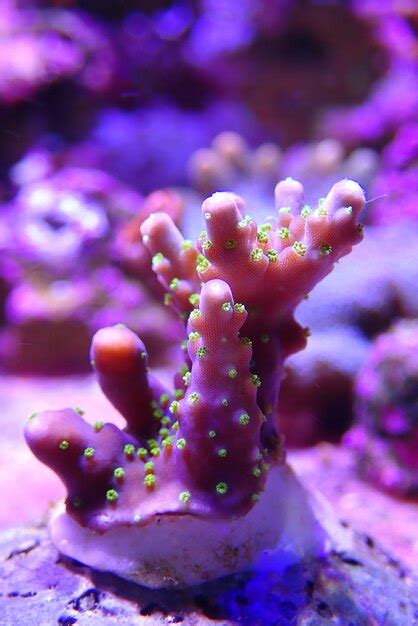 Acropora Sp Coral P Treo Corto En Tanque De Acuario De Arrecife Foto