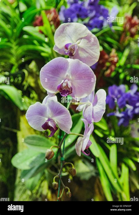 Orchids Phalaenopsis Blushed Lavender Orchid Hybrid Stock Photo Alamy