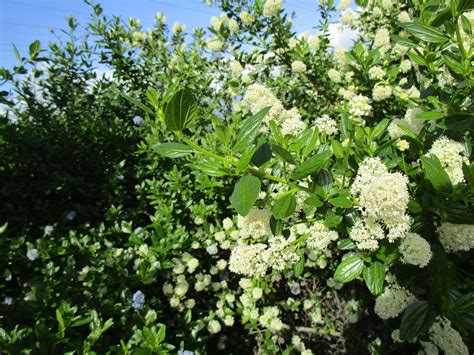 Ceanothus thyrsiflorus 'Snow Flurry' - Linda Vista Native Plants